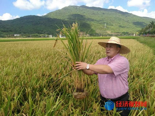三亞水稻覆膜種植試驗田測產(chǎn)創(chuàng)海南單產(chǎn)歷史最高紀錄 有機稻谷種植研發(fā)