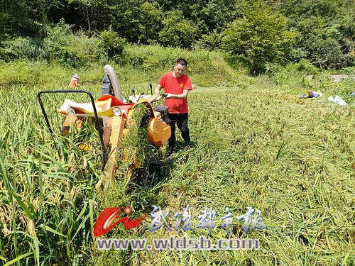 稻漁喜豐收 有機稻谷研發(fā)樂壞新農(nóng)民