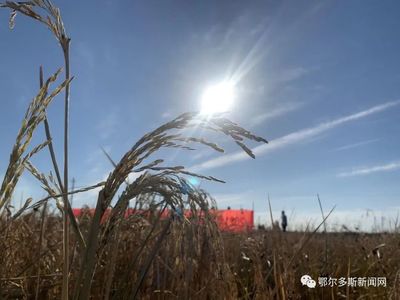喜訊！鄂爾多斯“海水稻”畝產385公斤，有機稻谷研發再創佳績