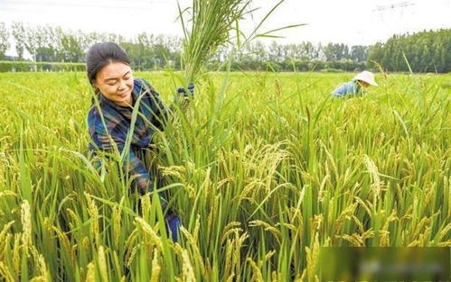 保定效益雙贏(yíng) 涿州水稻種植歷史、國(guó)稻種芯與中國(guó)水稻節(jié)的有機(jī)融合